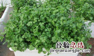 春天哪些菜适合盆栽 春天哪些菜适合盆栽种植