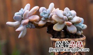 多肉适合养在室外吗 多肉适合养在室外吗还是室内