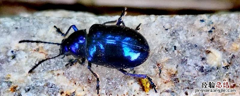 步甲虫咬人吗 步甲虫咬了会怎么样