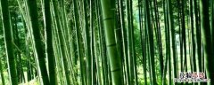 竹子代表什么职业的人小练笔两百字 竹子代表什么职业