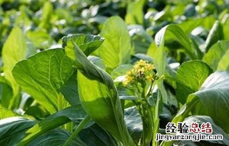 菜心种植注意事项 菜心种植注意事项和禁忌