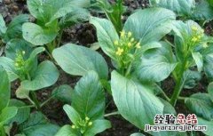 菜心种植注意事项 菜心种植注意事项和禁忌