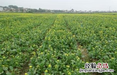 菜心种植注意事项 菜心种植注意事项和禁忌
