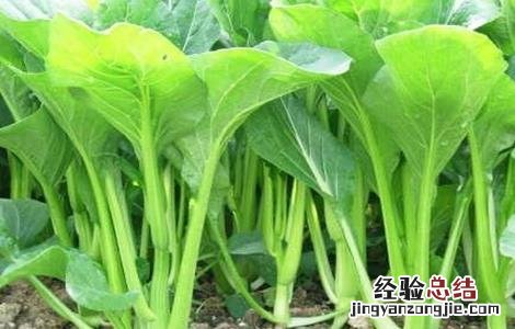 菜心种植注意事项 菜心种植注意事项和禁忌
