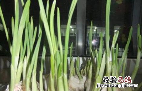 大蒜扎辫原因及预防措施 大蒜扎小辫怎么办