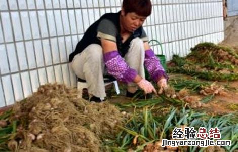 大蒜扎辫原因及预防措施 大蒜扎小辫怎么办