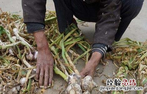 大蒜扎辫原因及预防措施 大蒜扎小辫怎么办