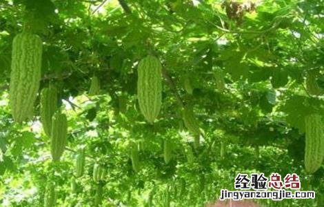 苦瓜高温期管理要点 苦瓜高温期管理要点和措施