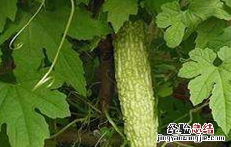 苦瓜高温期管理要点 苦瓜高温期管理要点和措施