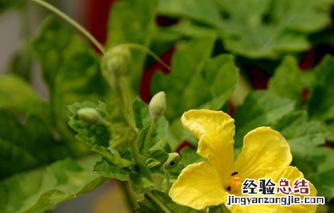 苦瓜高温期管理要点 苦瓜高温期管理要点和措施