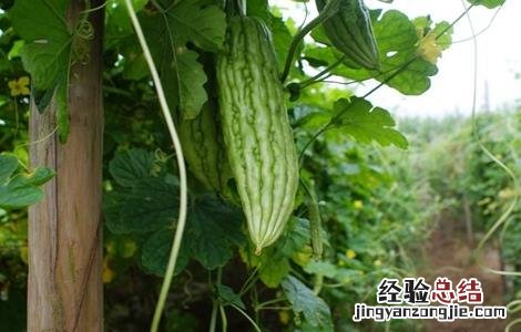 苦瓜高温期管理要点 苦瓜高温期管理要点和措施