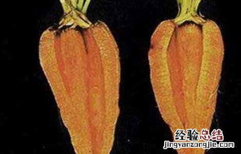 胡萝卜裂根原因及预防方法