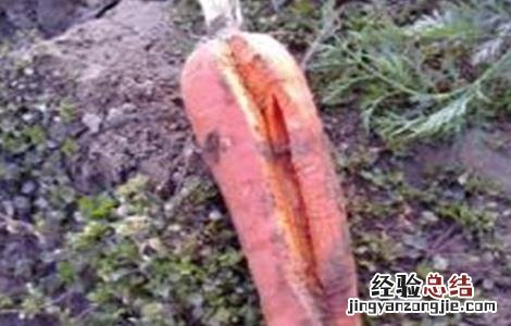 胡萝卜裂根原因及预防方法