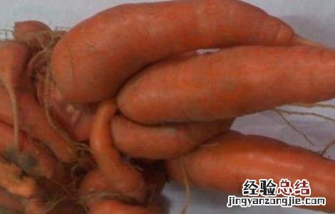 胡萝卜畸形的原因及防治方法