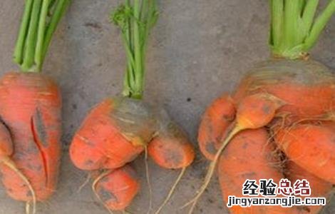 胡萝卜畸形的原因及防治方法