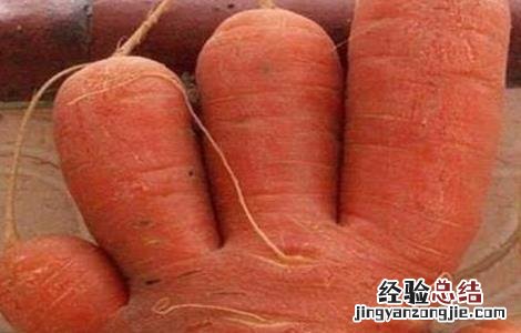 胡萝卜畸形的原因及防治方法