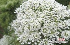 胡萝卜先期抽薹的原因及防治方法