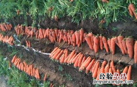 胡萝卜先期抽薹的原因及防治方法