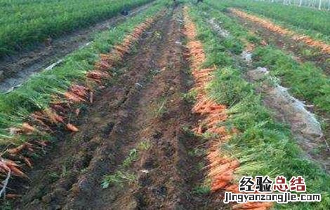 胡萝卜先期抽薹的原因及防治方法