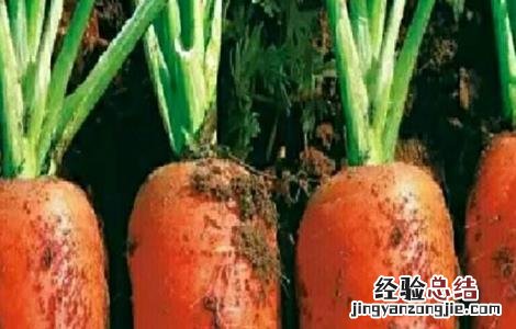 胡萝卜先期抽薹的原因及防治方法