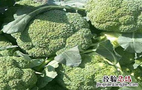 西兰花种植技术 西兰花种植技术视频