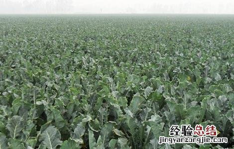 西兰花种植技术 西兰花种植技术视频