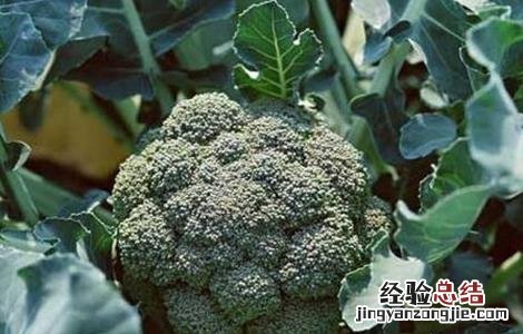 西兰花种植技术 西兰花种植技术视频