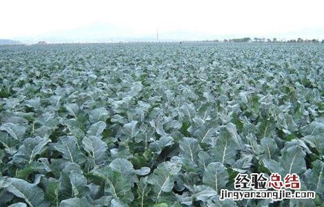 西兰花种植技术 西兰花种植技术视频