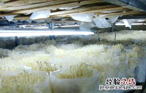金针菇的栽培技术 金针菇的栽培技术论文