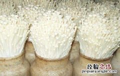 金针菇的栽培技术 金针菇的栽培技术论文