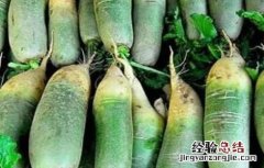 萝卜糠心原因及预防方法 萝卜糠心原因及防治