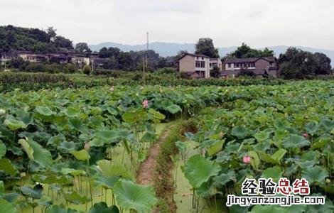 莲藕种植技术 莲藕种植技术 莲藕种植方法