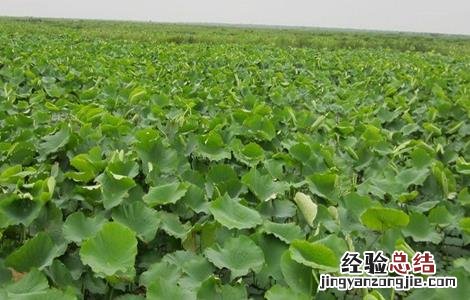 莲藕种植技术 莲藕种植技术 莲藕种植方法