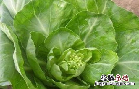 甘蓝抽薹原因及预防方法 甘蓝抽薹原因及预防方法图片