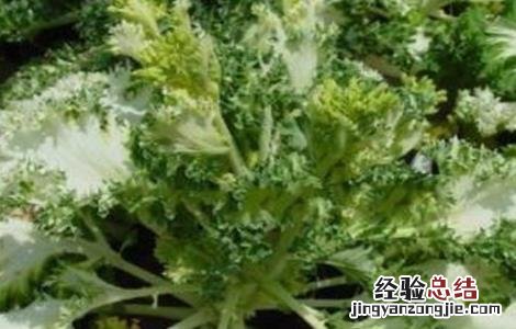 甘蓝抽薹原因及预防方法 甘蓝抽薹原因及预防方法图片