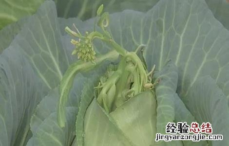 甘蓝抽薹原因及预防方法 甘蓝抽薹原因及预防方法图片