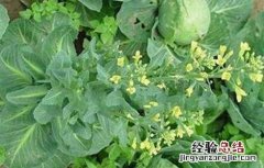 甘蓝抽薹原因及预防方法 甘蓝抽薹原因及预防方法图片