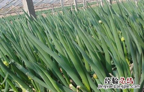 大葱的种植技术和时间 大葱的种植技术