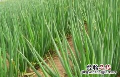 大葱的种植技术和时间 大葱的种植技术