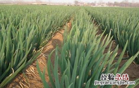 大葱的种植技术和时间 大葱的种植技术