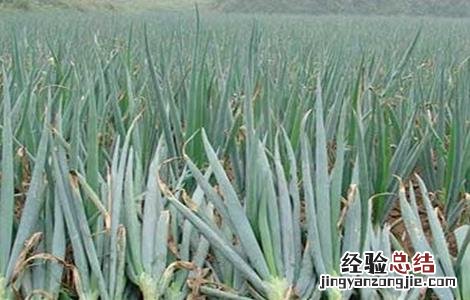 大葱的种植技术和时间 大葱的种植技术