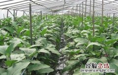 大棚茄子种植管理技术与管理 大棚茄子种植管理技术