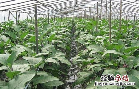 大棚茄子种植管理技术与管理 大棚茄子种植管理技术