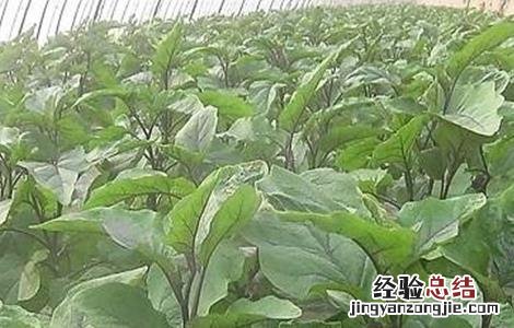 大棚茄子种植管理技术与管理 大棚茄子种植管理技术