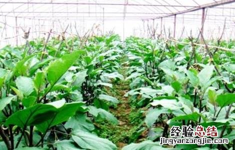 大棚茄子种植管理技术与管理 大棚茄子种植管理技术