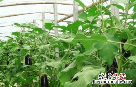大棚茄子种植管理技术与管理 大棚茄子种植管理技术