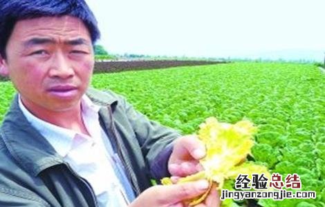娃娃菜不包心的原因及应对措施 娃娃菜不包心什么原因