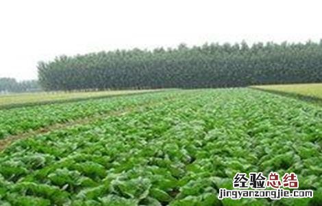 娃娃菜不包心的原因及应对措施 娃娃菜不包心什么原因