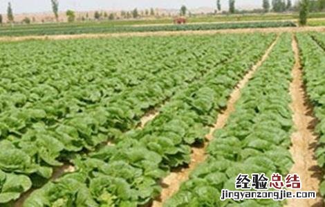 娃娃菜不包心的原因及应对措施 娃娃菜不包心什么原因