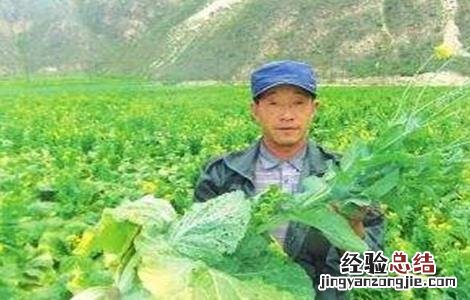 娃娃菜不包心的原因及应对措施 娃娃菜不包心什么原因